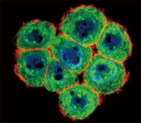 SMAD4 Antibody