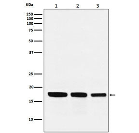 GABARAP Antibody