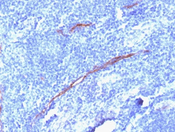 CD34 Antibody