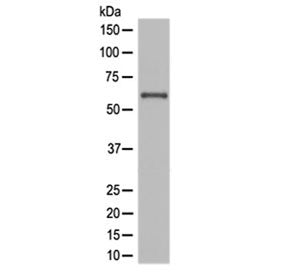 NOX4 Antibody / NADPH oxidase 4
