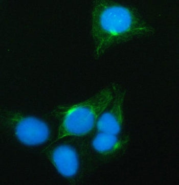 Immunofluorescent staining of FFPE human U-2 OS cells with PRRT1 antibody (green) and DAPI nuclear s