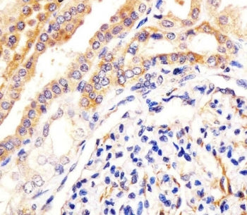 USP2 Antibody