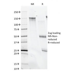 CD28 Antibody