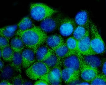 14-3-3 epsilon Antibody / YWHAE