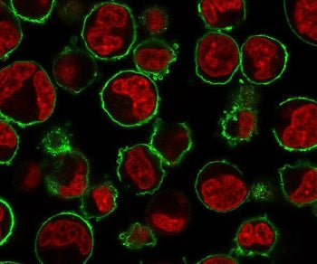 CD43 Antibody