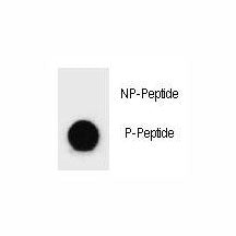 BAD Antibody (phospho-Y110)