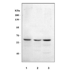 Western blot testing of human 1) HeLa, 2) A549 and 3) RT4 cell lysate with MEGF9 antibody. Predicted