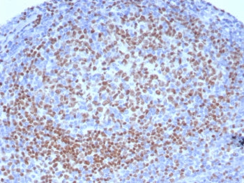 PAX5 Antibody