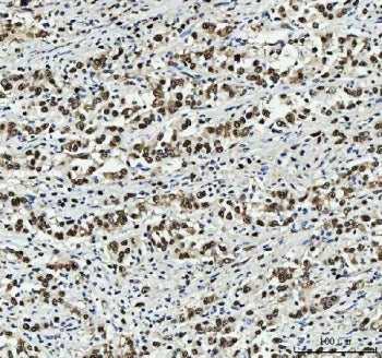 PC4 Antibody / Positive cofactor 4 / SUB1