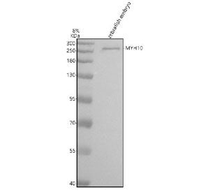 Western blot analysis of MYH10 protein using Myosin 10 antibody and zebrafish embryo tissue lysate.