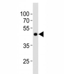 POU5F1 Antibody