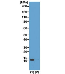 H4K16ac Antibody / Acetyl Histone H4 Lysine 16