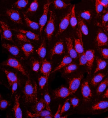 Contactin 1 Antibody / GP135