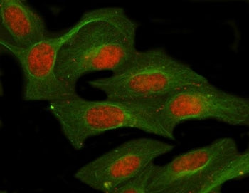 Immunofluorescent staining of FFPE human U-2 OS cells with NUFIP1 antibody (red) and Beta Tubulin mA
