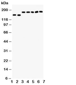 DCC Antibody