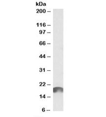 ANAPC11 Antibody