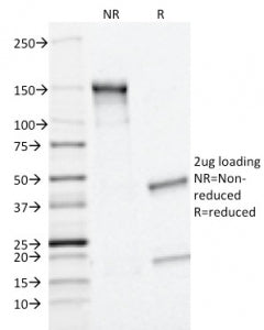 MRP1 Antibody / ABCC1