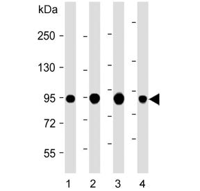 Western blot testing of 1) human HT-29, 2) human HepG2, 3) human COLO205 and 4) mouse colon lysate w