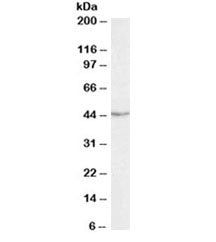TDP-43 Antibody