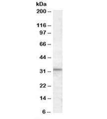 HAX1 Antibody