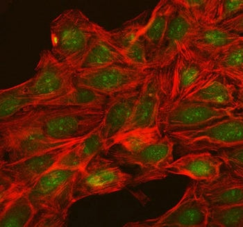 NUP54 Antibody / Nucleoporin 54