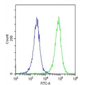p16INK4a Antibody / CDKN2A