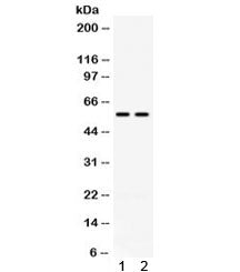 Western blot testing of mouse 1) heart and 2) HEPA lysate with anti-Cd2 antibody. Predicted molecula