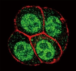 Phospho-SMAD2 Antibody (pS118)