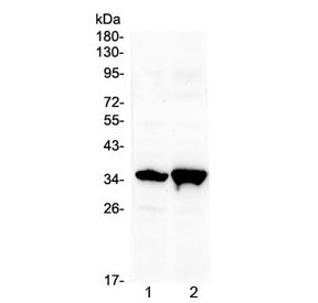 Six3 Antibody (N-Terminal Region)