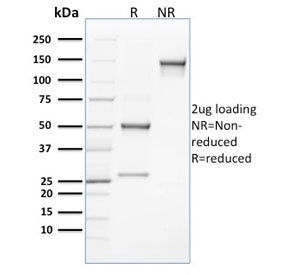 CLEC9A Antibody