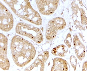NOLC1 Antibody
