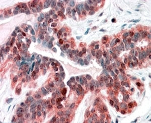 SNX12 Antibody