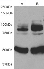 APPL1 Antibody