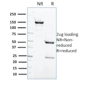 SDS-PAGE analysis of purified, BSA-free PTPN6 antibody (clone CPTC-PTPN6-2) as confirmation of integ