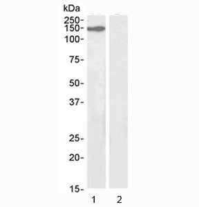 Western blot testing of 1) mouse NIH3T3 lysate (nuclear fraction) and 2) human ovary lysate (negativ