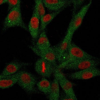 CD73 Antibody