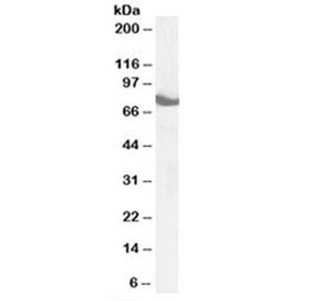 ZDHHC17 Antibody