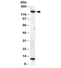 MTR Antibody