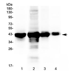 PON1 Antibody