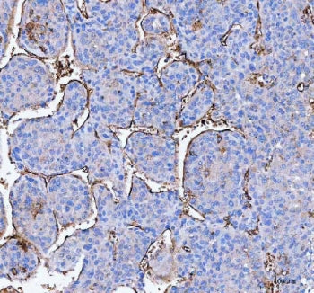 AQP1 Antibody / Aquaporin 1