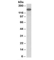 GP135 Antibody