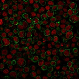 CD45RA Antibody (Leukocyte marker)