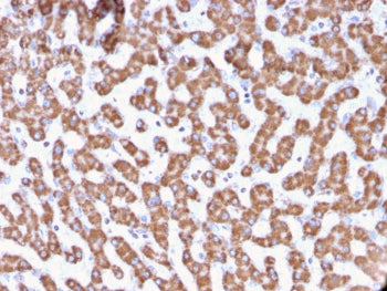 Prohibitin Antibody / PHB