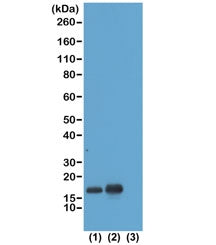 H3K23ac Antibody / Acetyl Histone H3 Lysine 23