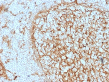 CD14 Antibody