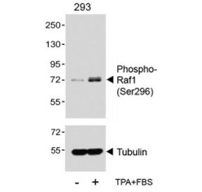 Phospho-Raf1 Antibody (pS296)