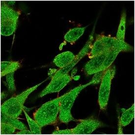 Immunofluorescent staining of PFA-fixed human U-87 MG cells using IL-7 antibody (green, clone IL7/40
