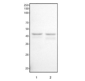 Nck2 Antibody / NCK adaptor protein 2