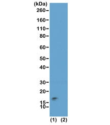 H3K9me3/S10p Antibody / Trimethyl-phospho-Histone H3 (Lys9/Ser10)