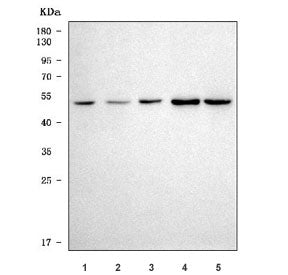 Western blot testing of human 1) PC-3, 2) HeLa, 3) HepG2, 4) MOLT4 and 5) K562 cell lysate with SPOP
